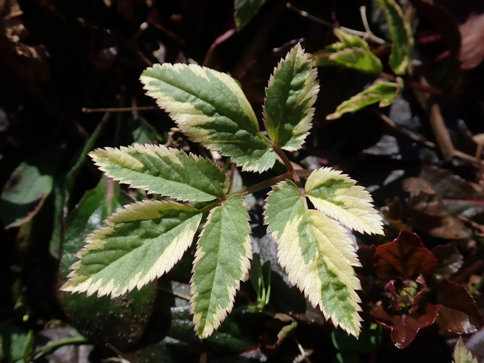 Variegated Bishop's Weed (Aegopodium Podagraria 'Variegatum') — This variety sets itself apart with its green leaves edged in a creamy white hue
