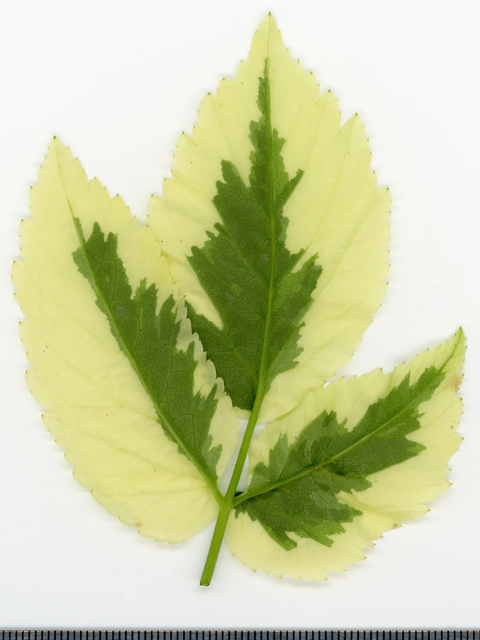 Variegated Bishop's Weed (Aegopodium Podagraria 'Variegatum') — Its variegated leaves are less dense than its all-green counterpart