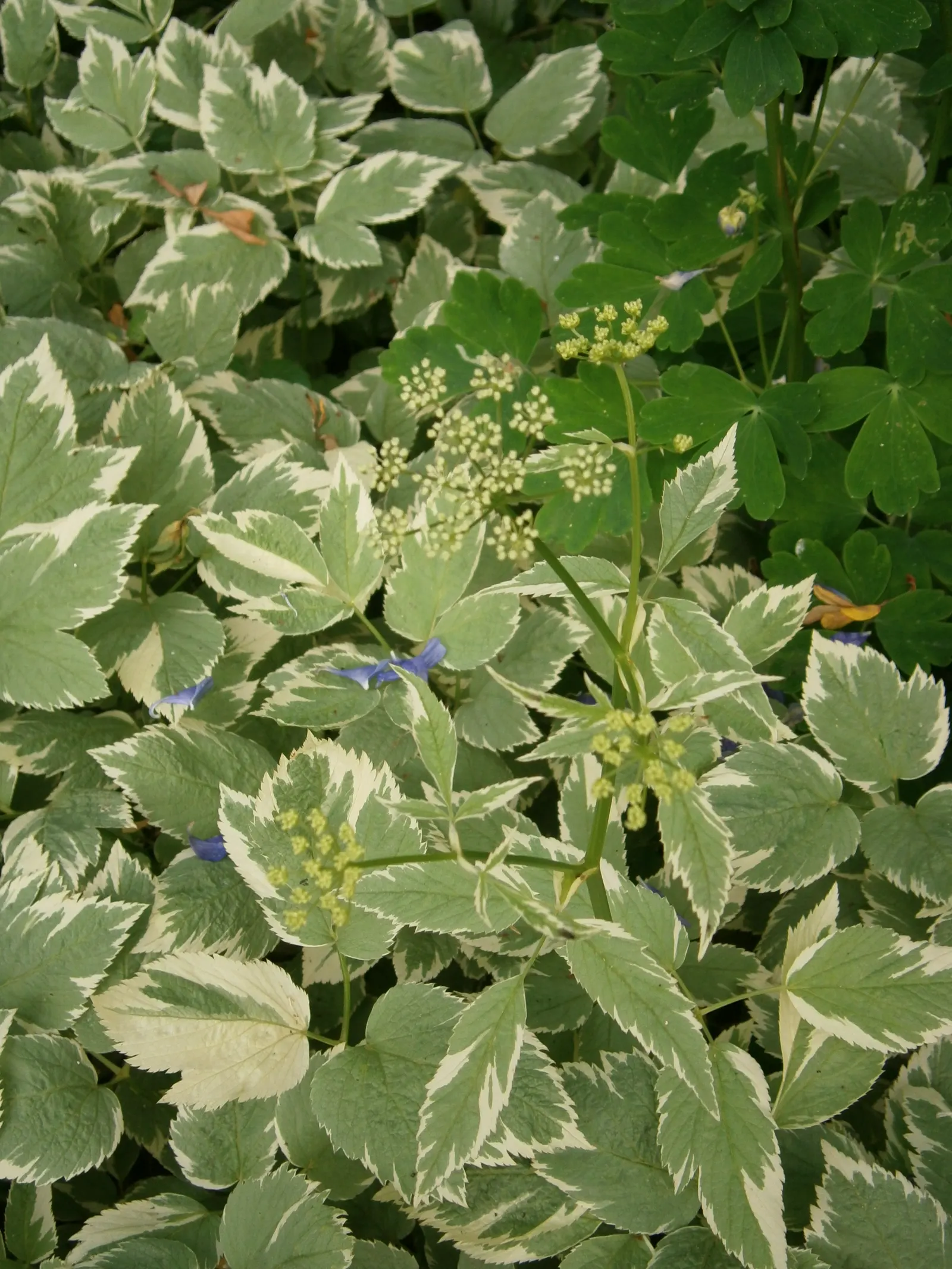 Variegated Bishop's Weed (Aegopodium Podagraria 'Variegatum') — Manage by edging or container planting to prevent unwanted spread