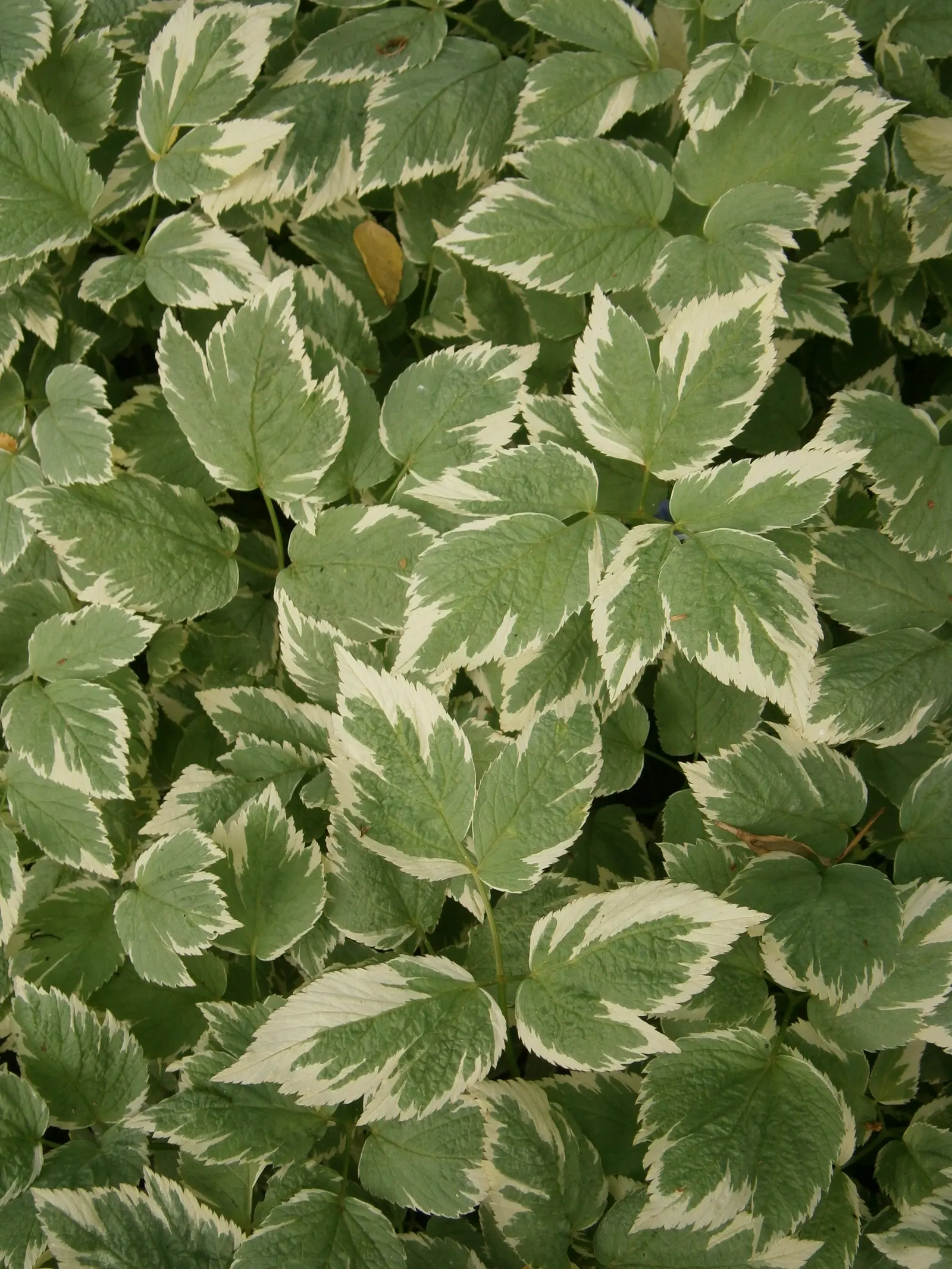 Variegated Bishop's Weed (Aegopodium Podagraria 'Variegatum') — Monthly checks are recommended for encroachment control
