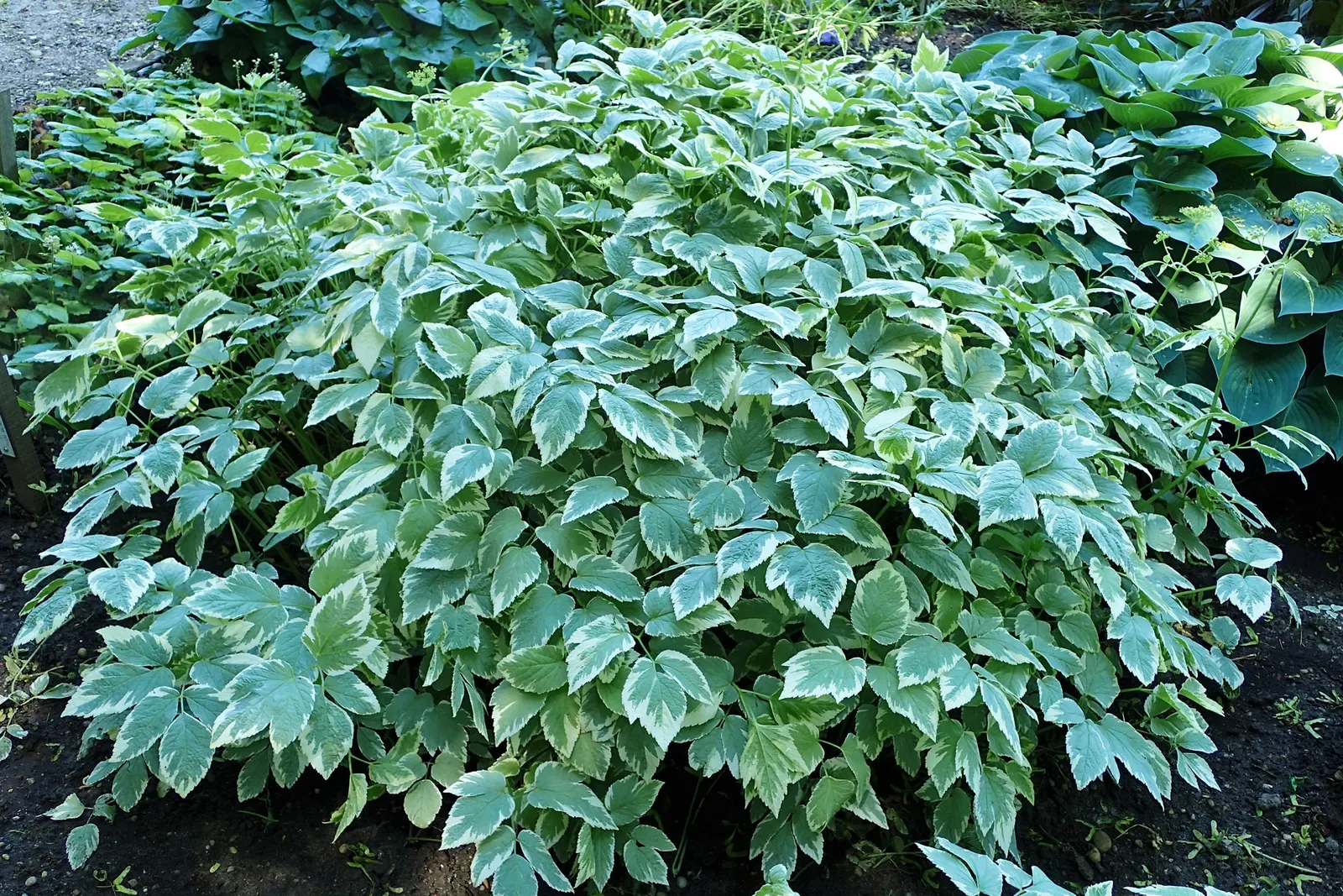 Variegated Bishop's Weed (Aegopodium Podagraria 'Variegatum') — botanically known as Aegopodium podagraria 'Variegatum,' is a resilient and shade-tolerant