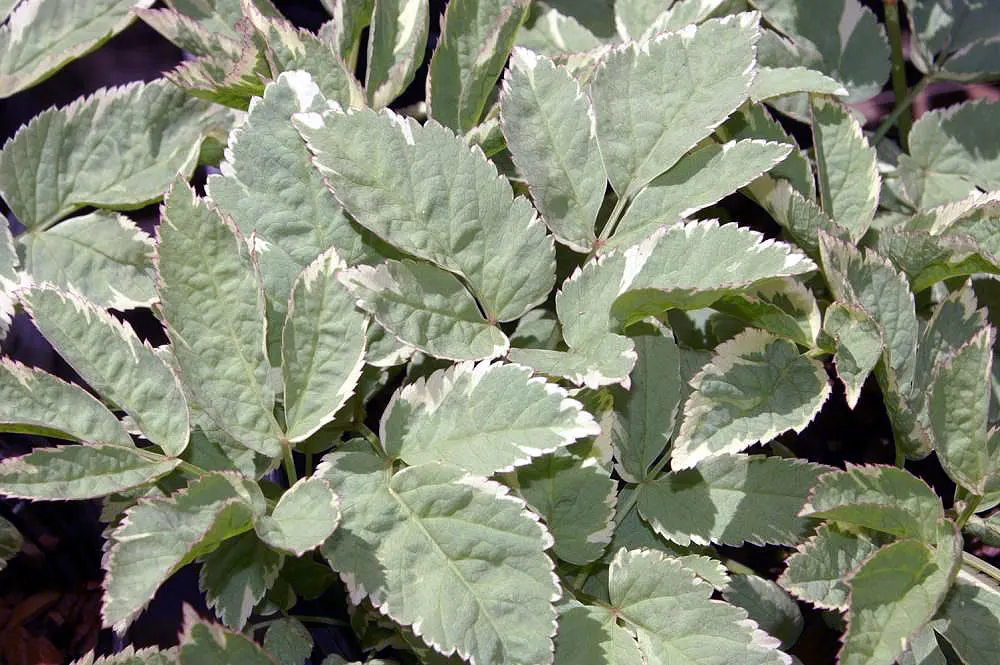Variegated Bishop's Weed (Aegopodium Podagraria 'Variegatum') — and its growth is most robust in partial to full shade
