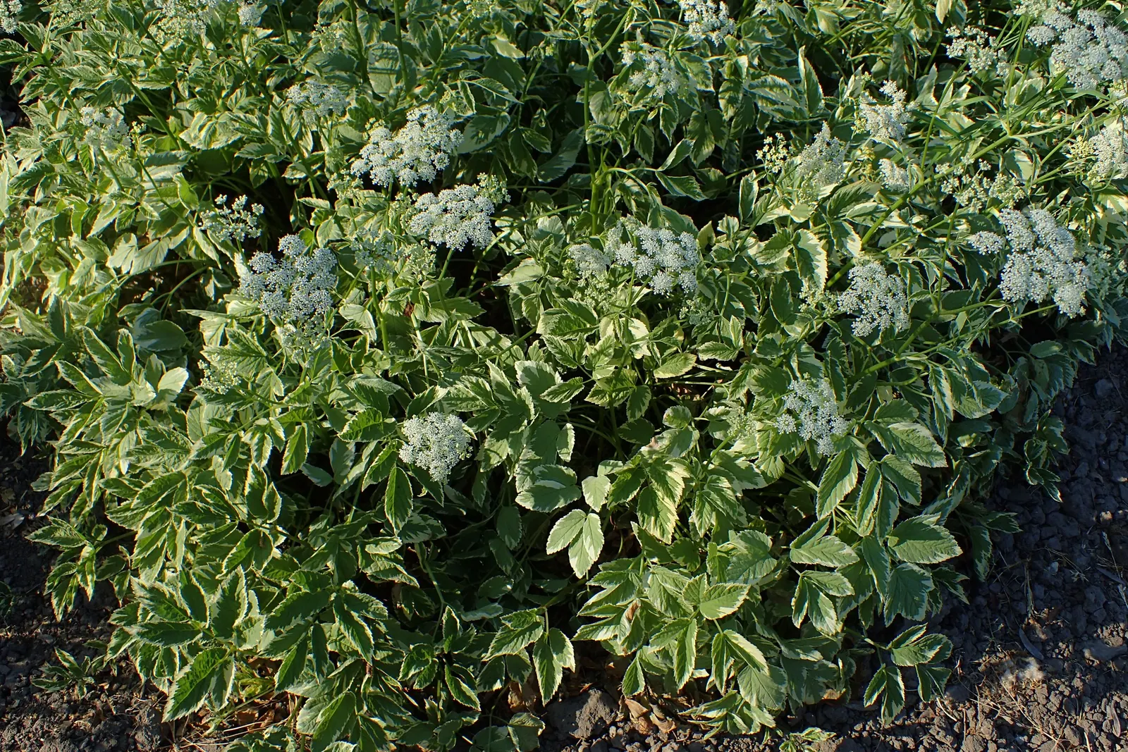 Variegated Bishop's Weed (Aegopodium Podagraria 'Variegatum') — Variegated Bishop's Weed (Aegopodium podagraria 'Variegatum') is a vigorous groundcover with