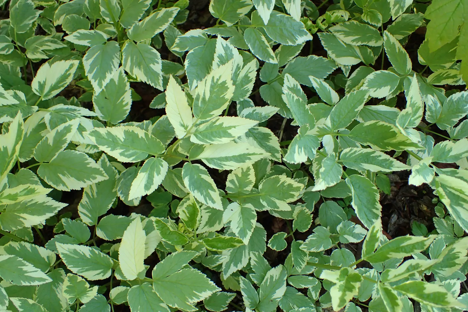 Variegated Bishop's Weed (Aegopodium Podagraria 'Variegatum') — Ideal for low-maintenance areas, though considered invasive in some regions