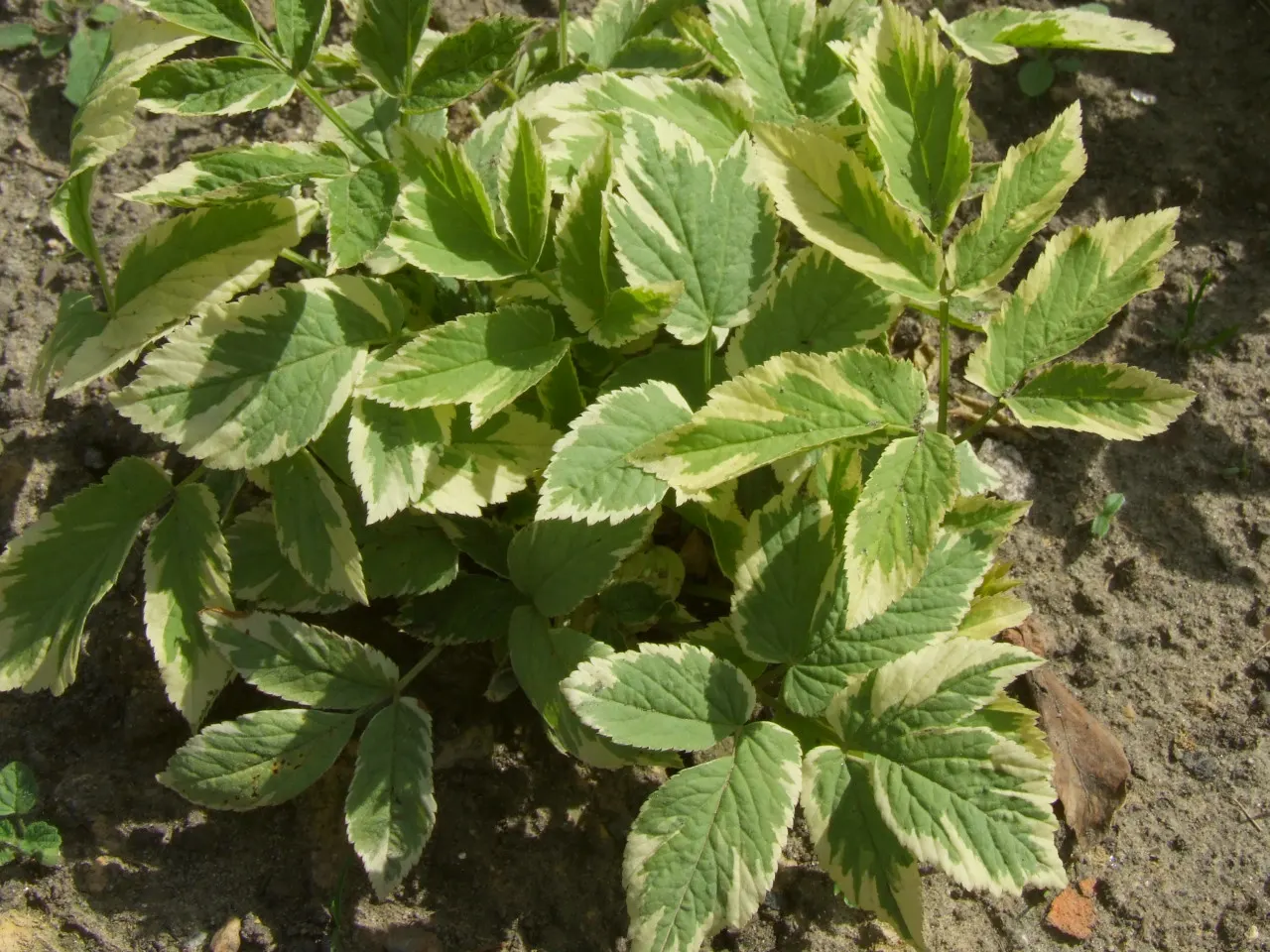 Variegated Bishop's Weed (Aegopodium Podagraria 'Variegatum') — creamy-white edged foliage