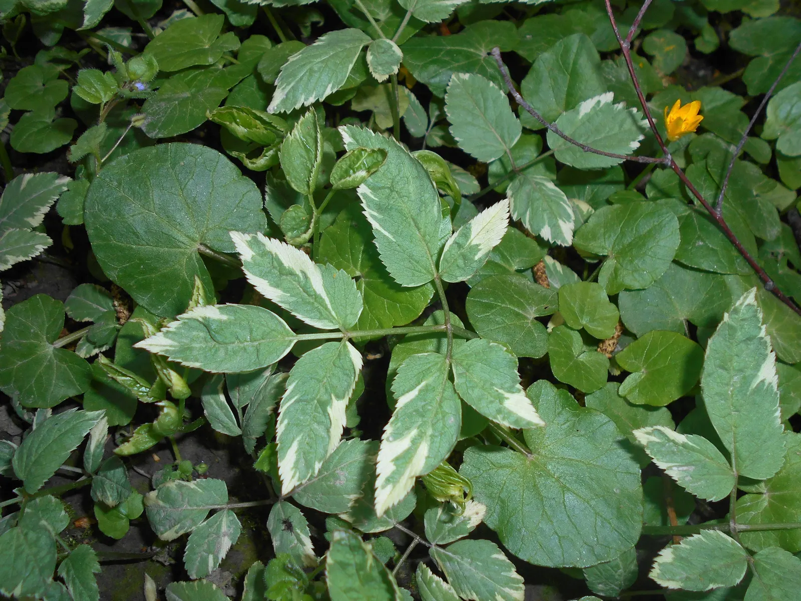 Variegated Bishop's Weed (Aegopodium Podagraria 'Variegatum') — It is an aggressive spreader, thanks to its rhizomatous roots, which can be both a benefit and