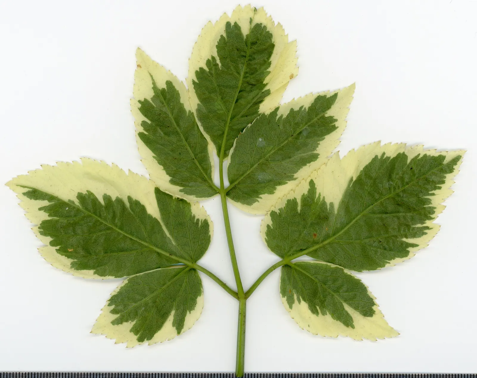 Variegated Bishop's Weed (Aegopodium Podagraria 'Variegatum') — with soil that is well-draining but retains some moisture