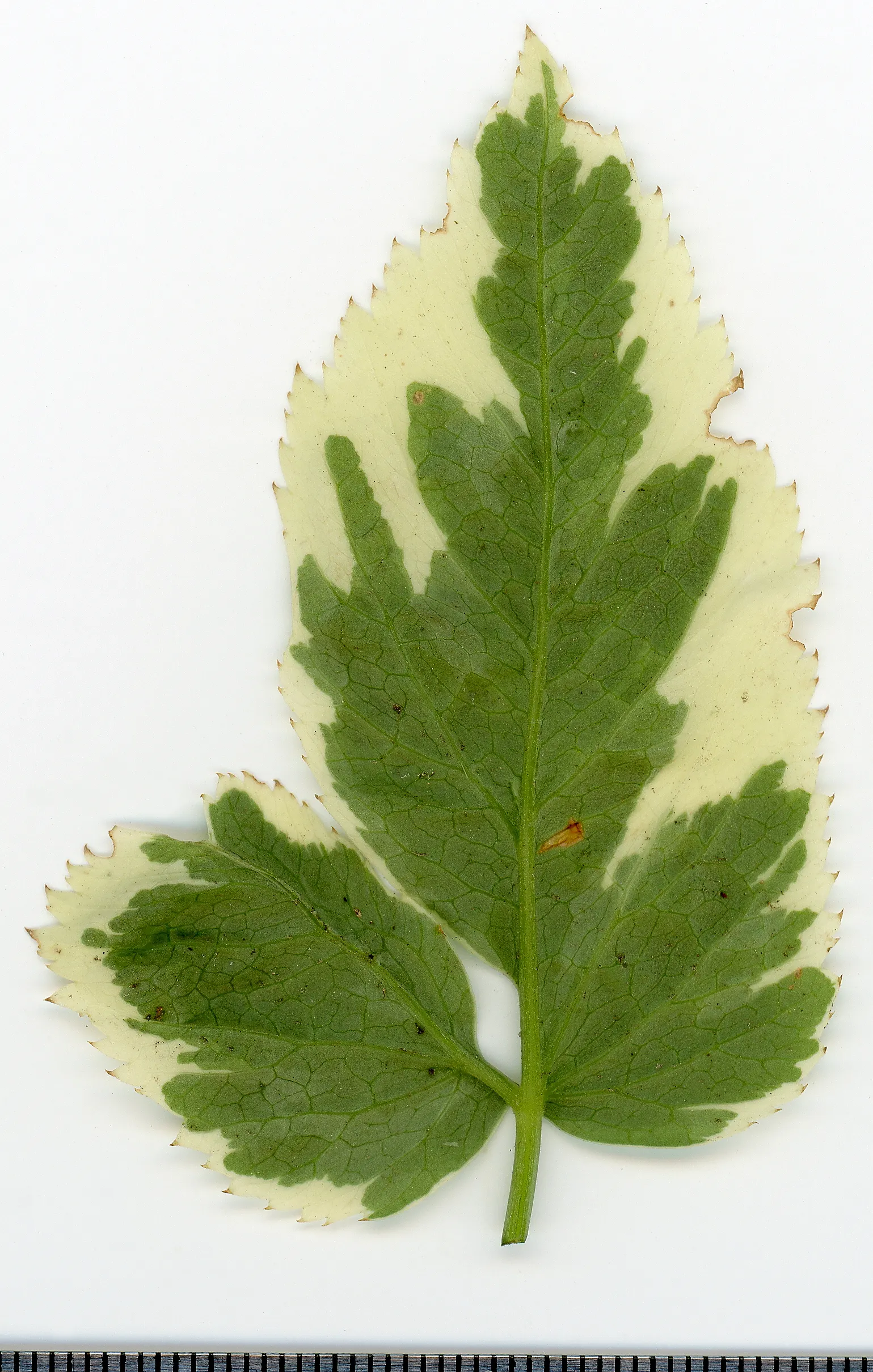 Variegated Bishop's Weed (Aegopodium Podagraria 'Variegatum') — While it can quickly fill in bare spots