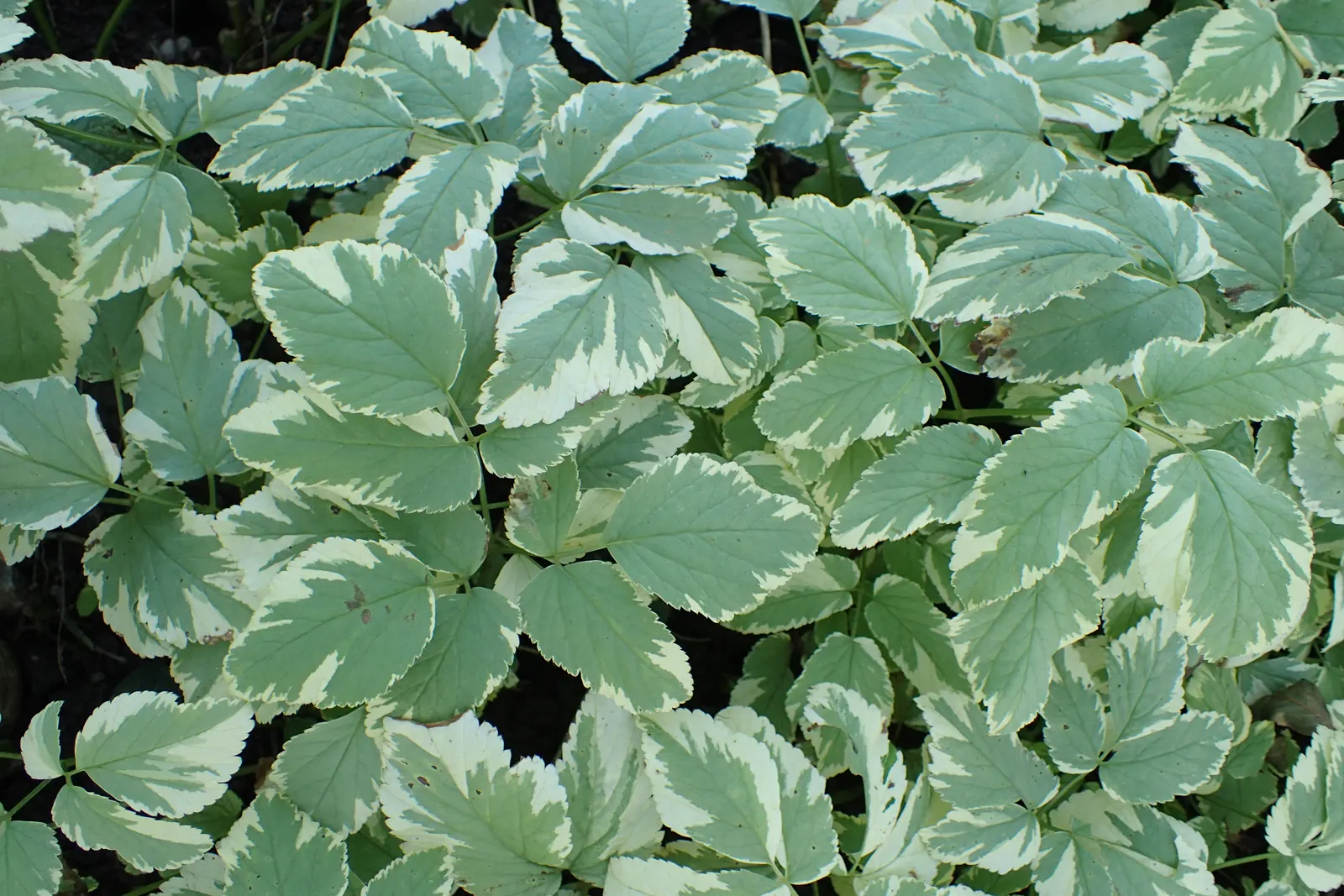 Variegated Bishop's Weed (Aegopodium Podagraria 'Variegatum') — Best suited for partial to full shade, it requires well-drained soil