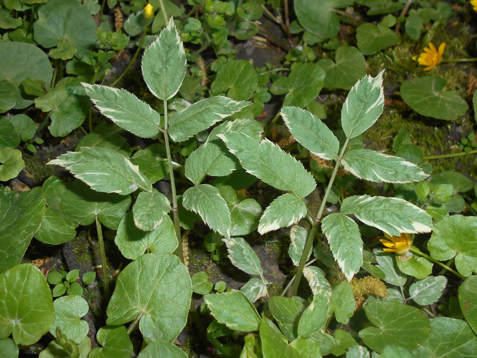 Variegated Bishop's Weed (Aegopodium Podagraria 'Variegatum') — bringing light to shaded areas of the landscape
