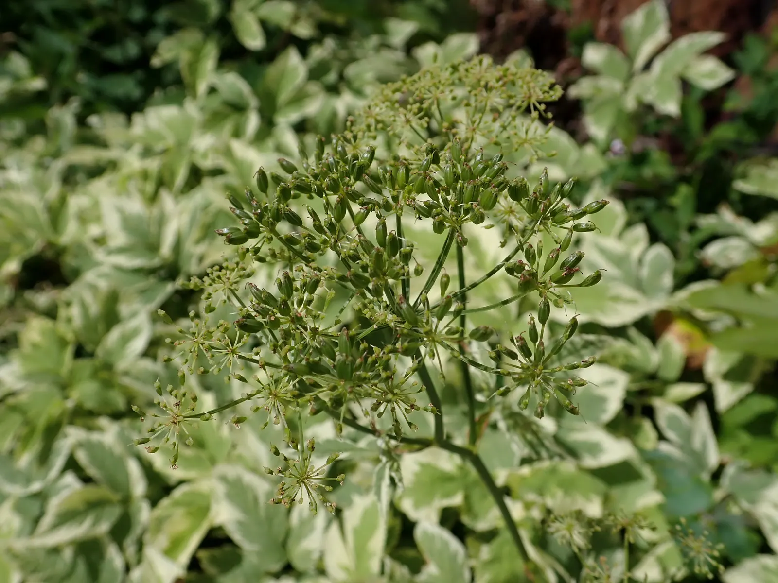 Variegated Bishop's Weed (Aegopodium Podagraria 'Variegatum') — favored for its striking foliage