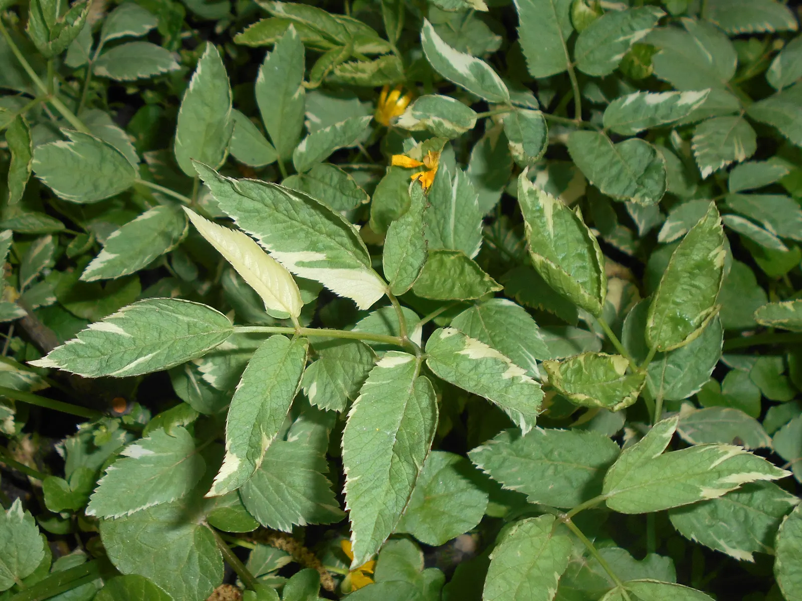 Variegated Bishop's Weed (Aegopodium Podagraria 'Variegatum') — low-maintenance ground cover