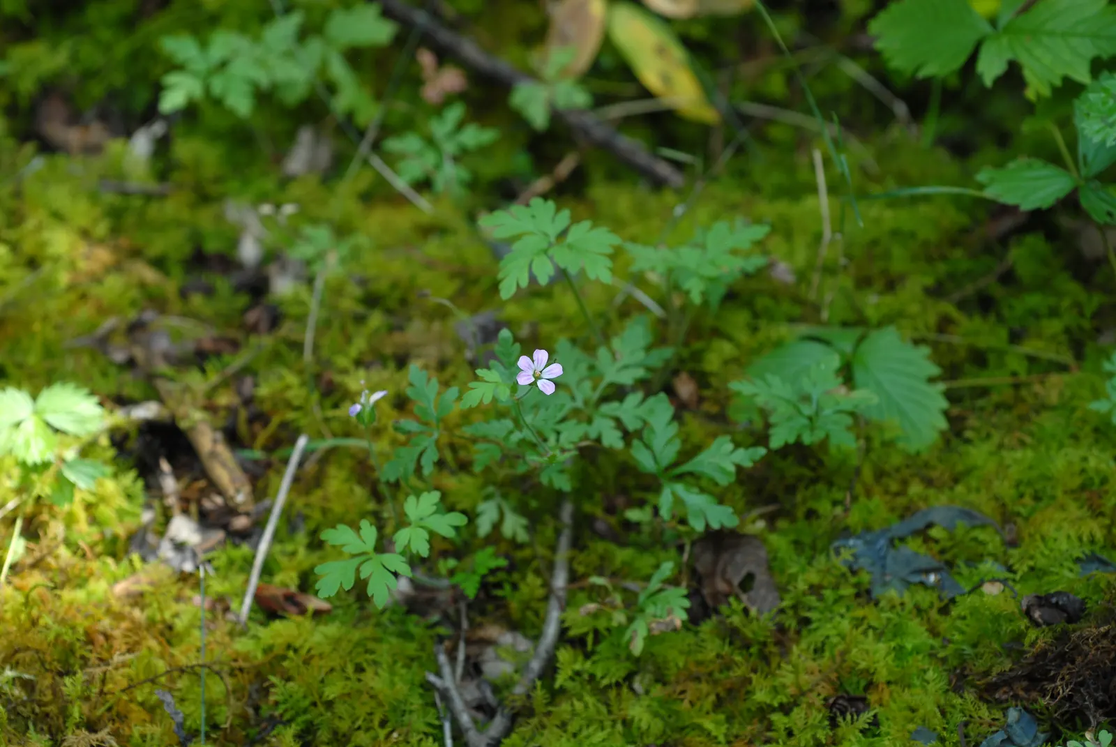 Cranesbill (Pelargonium hortorum) — Red Geraniums perform best in full sun to partial shade