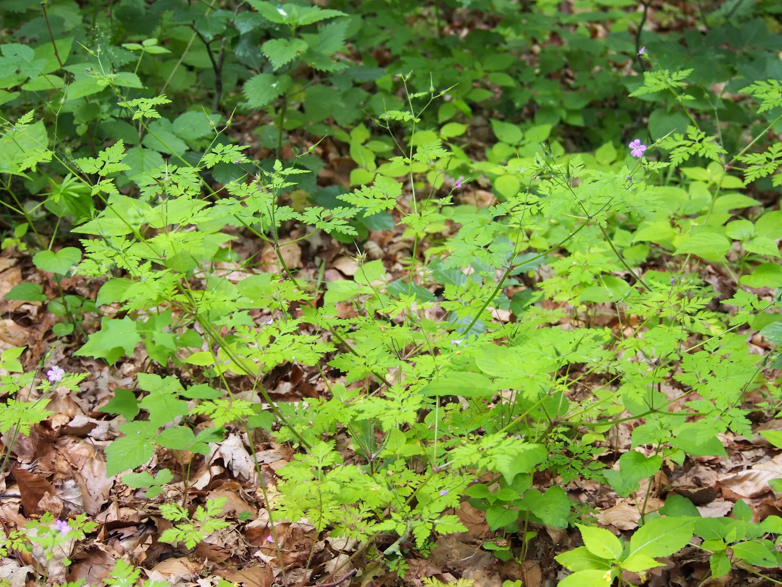 Cranesbill (Pelargonium hortorum) — The Red Geranium (Pelargonium x hortorum)