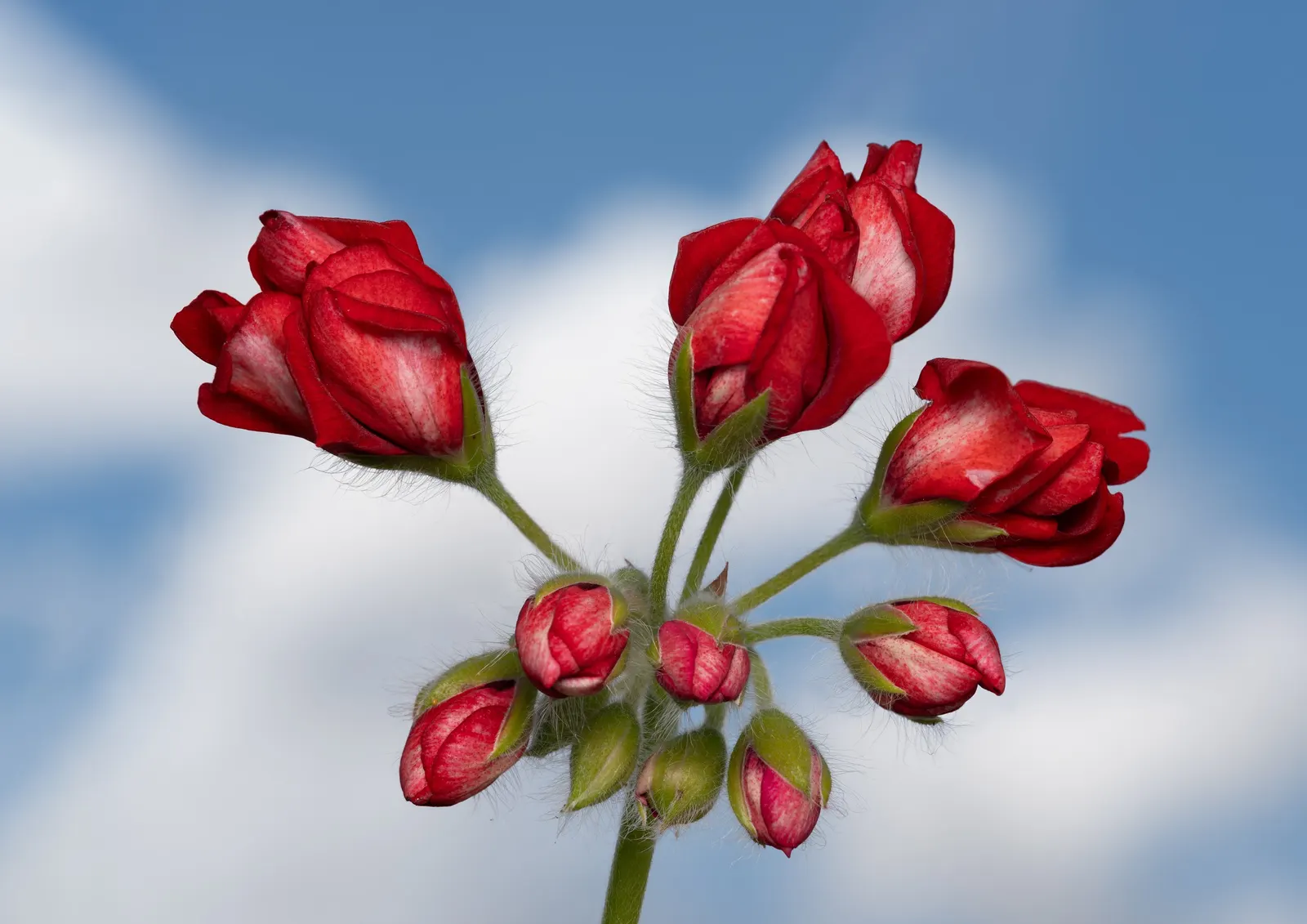 Cranesbill (Pelargonium hortorum) — Its lush foliage, spanning 4-5 inches, offers a lush backdrop