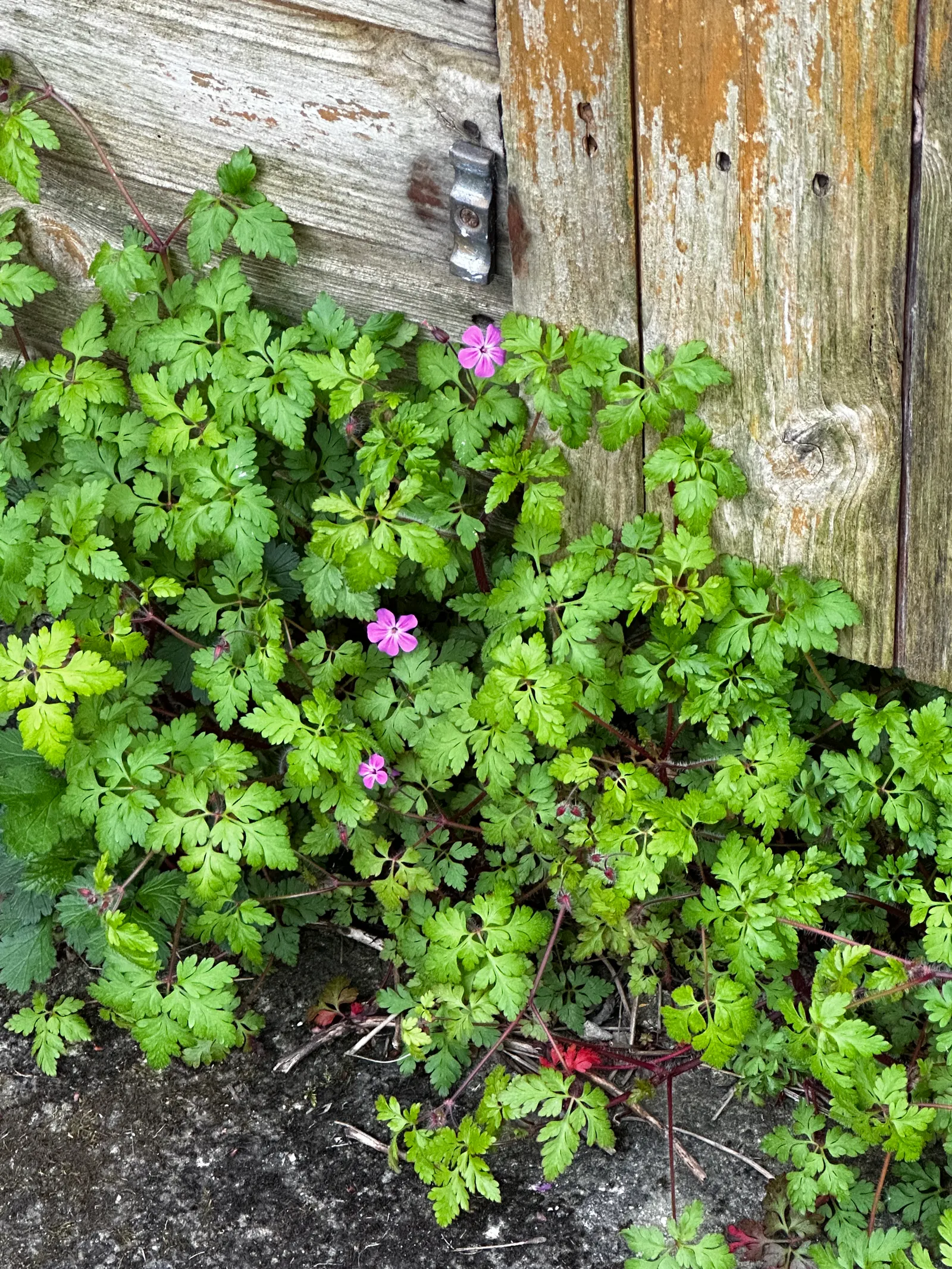 Cranesbill (Pelargonium hortorum) — is a classic staple in any garden design; known for its vibrant scarlet blossoms