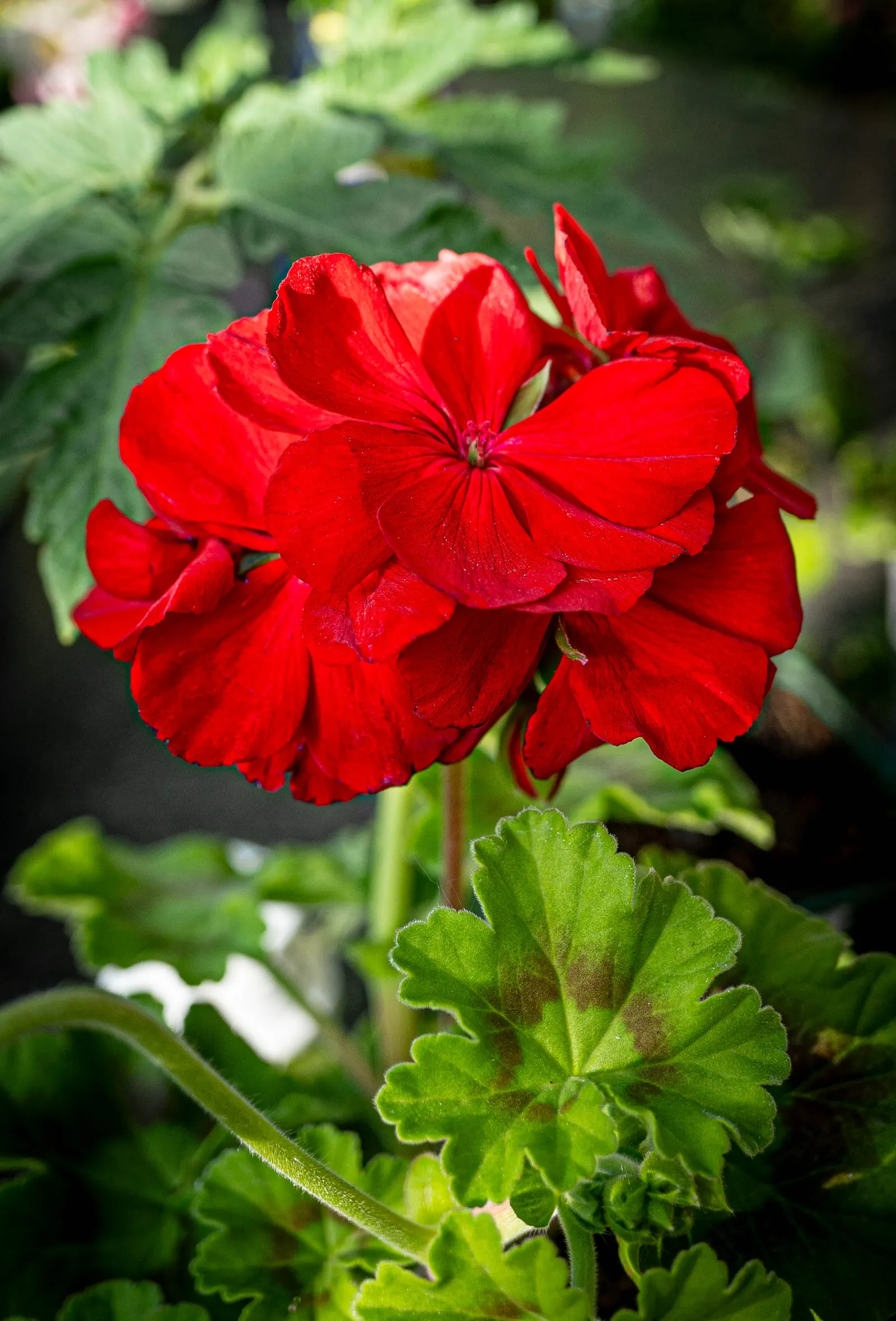 Cranesbill (Pelargonium hortorum) — Red Geraniums perform best in full sun to partial shade; ensuring a compact and rounded form