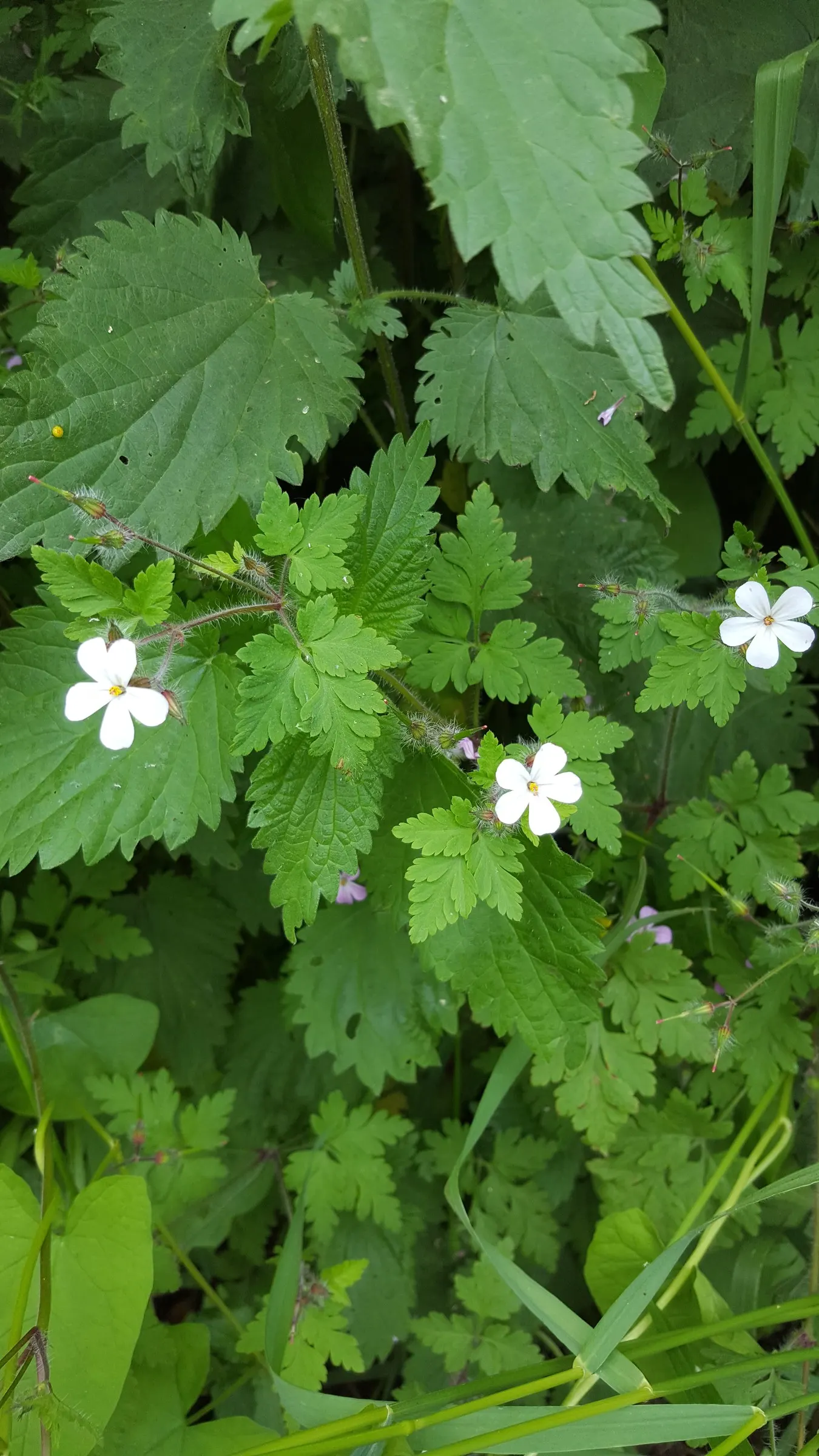 Cranesbill (Pelargonium hortorum) — it reaches a mature size of 12 to 18 inches in both height and width; loves full sun and well-draining soil