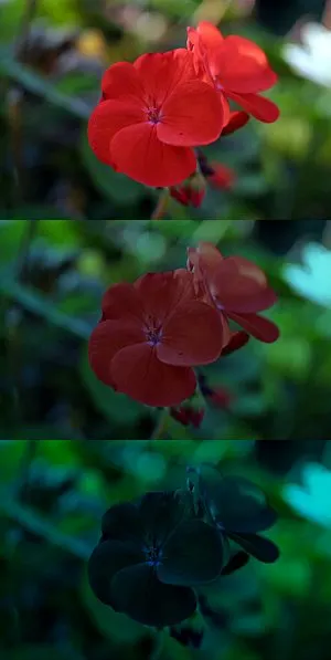 Cranesbill (Pelargonium hortorum) — allowing the soil to dry slightly between waterings; modest growth, reaching 12-18 inches in height and spread, makes it an