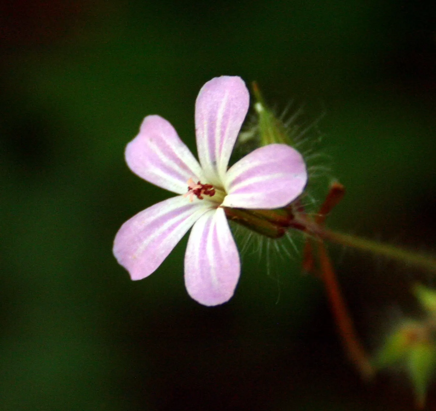Cranesbill (Pelargonium hortorum) — multi-colored and red flowers in the garden