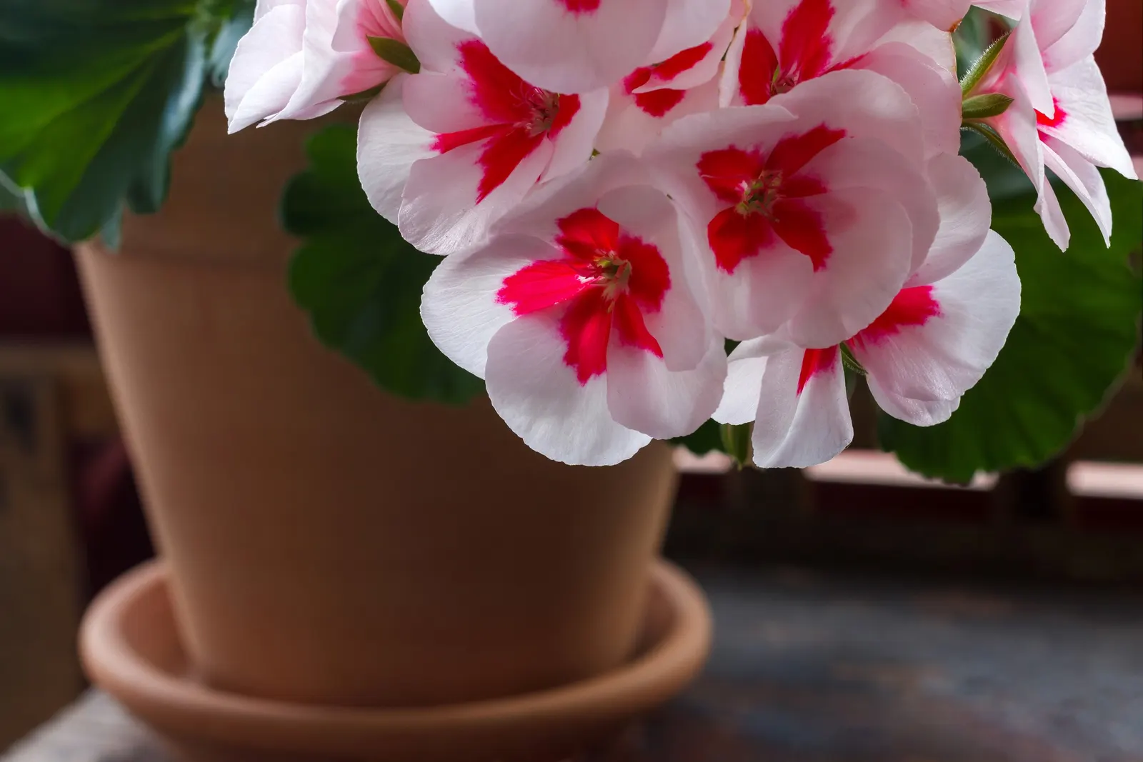 Cranesbill (Pelargonium hortorum) — sporting rounded clusters of red flowers atop sturdy stems; this geranium variety is ideal for container plantings