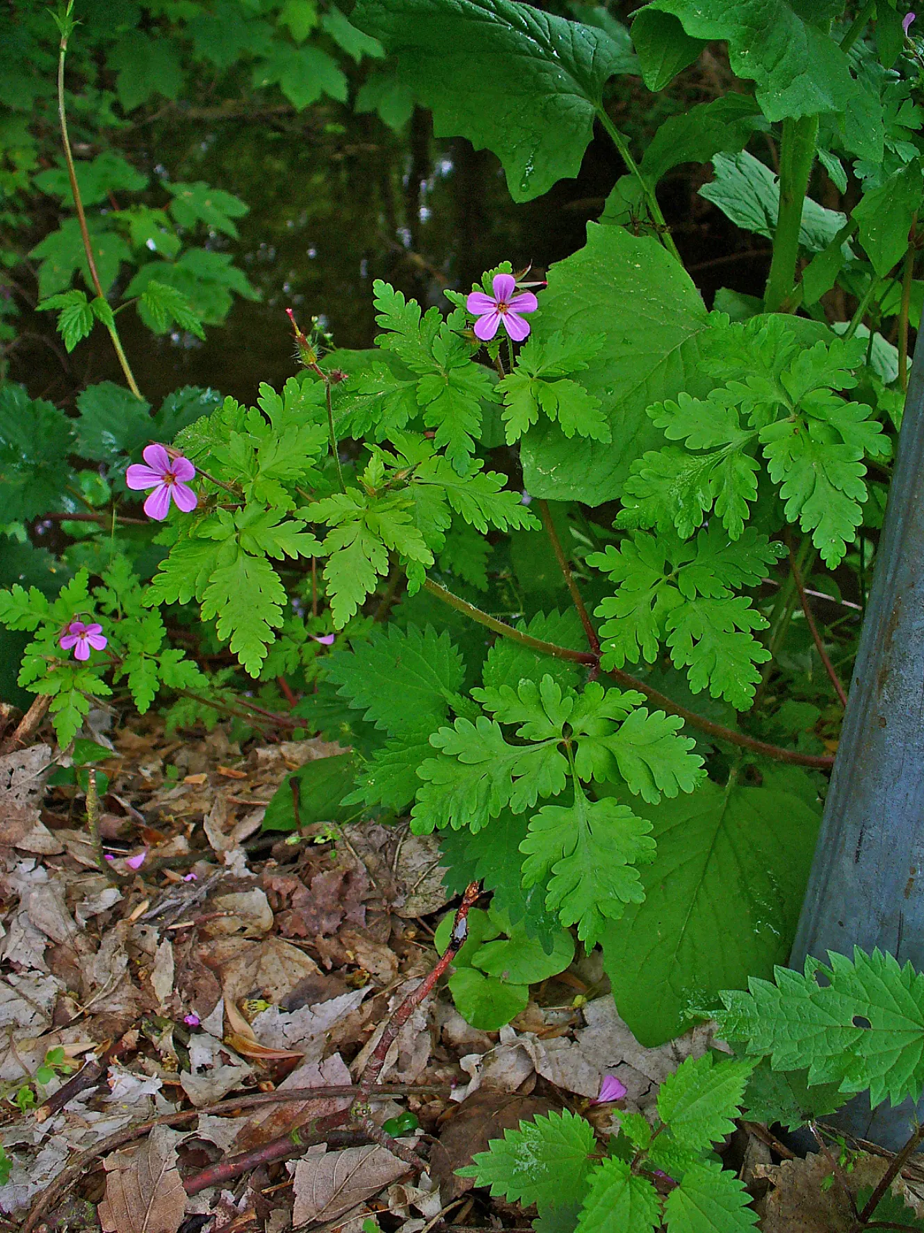 Cranesbill (Pelargonium hortorum) — allowing the soil to dry slightly between waterings
