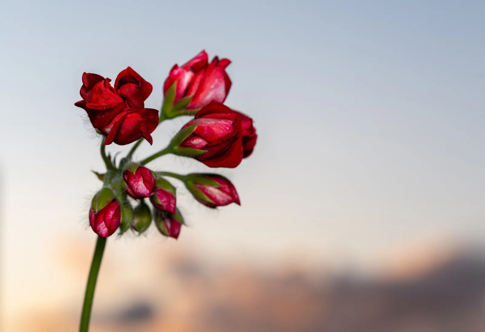 Cranesbill (Pelargonium hortorum) — offering a striking pop of color; red Geraniums bloom profusely from early summer until the first frost