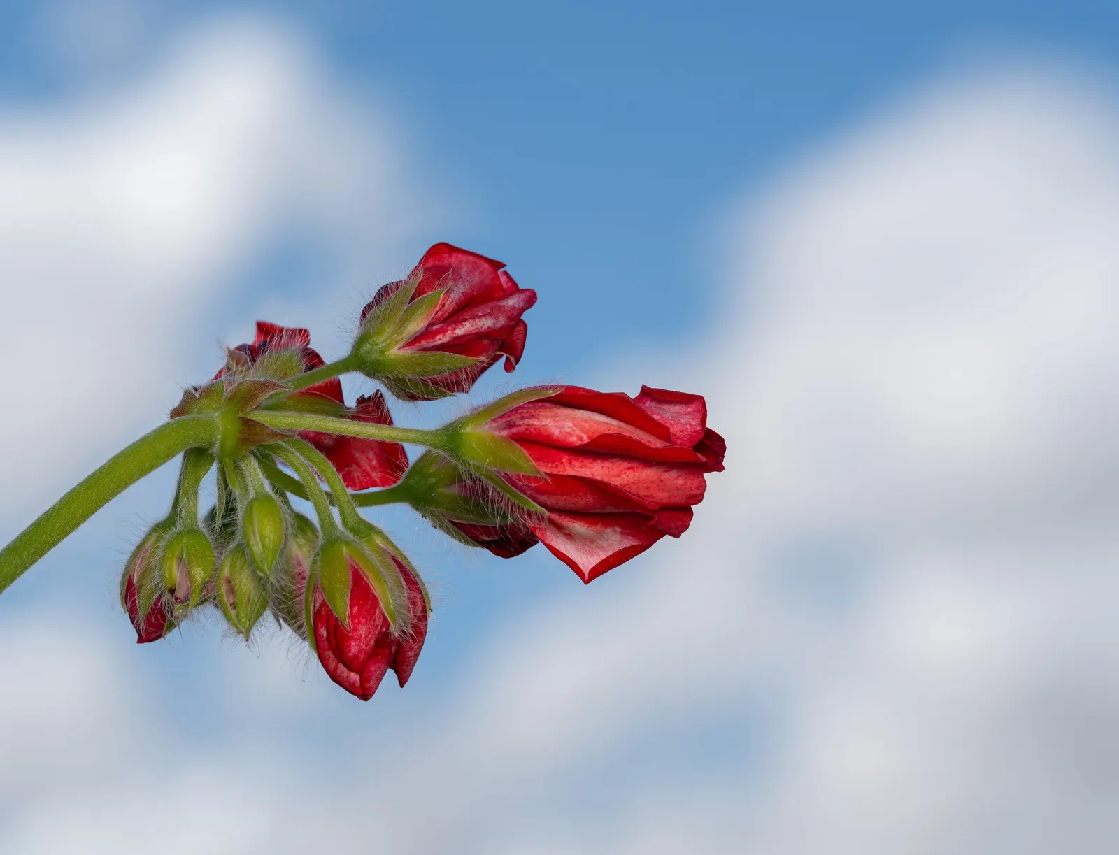Cranesbill (Pelargonium hortorum) — Hardy in USDA zones 10-11