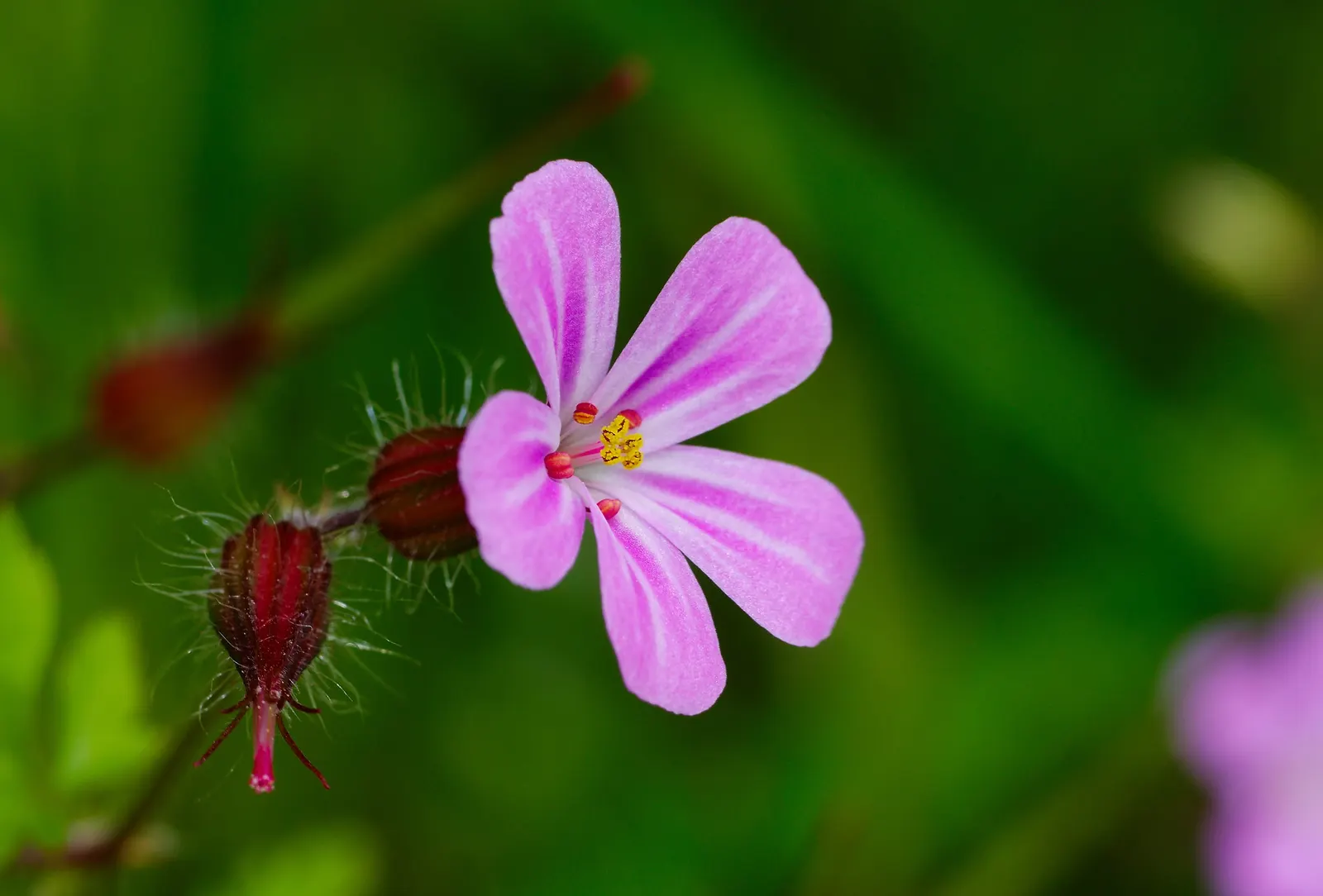 Cranesbill (Pelargonium hortorum) — <br><br>To ensure continuous blooms, deadheading spent flowers is recommended; offering a striking pop of color