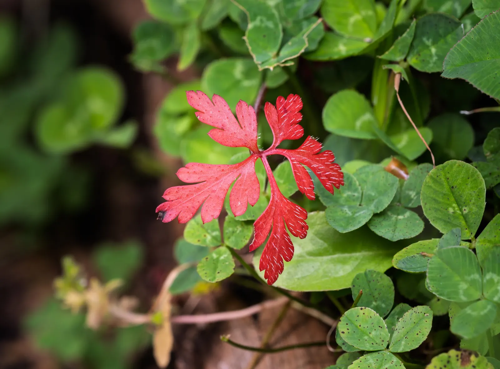 Cranesbill (Pelargonium hortorum) — cherished for its vibrant blooms