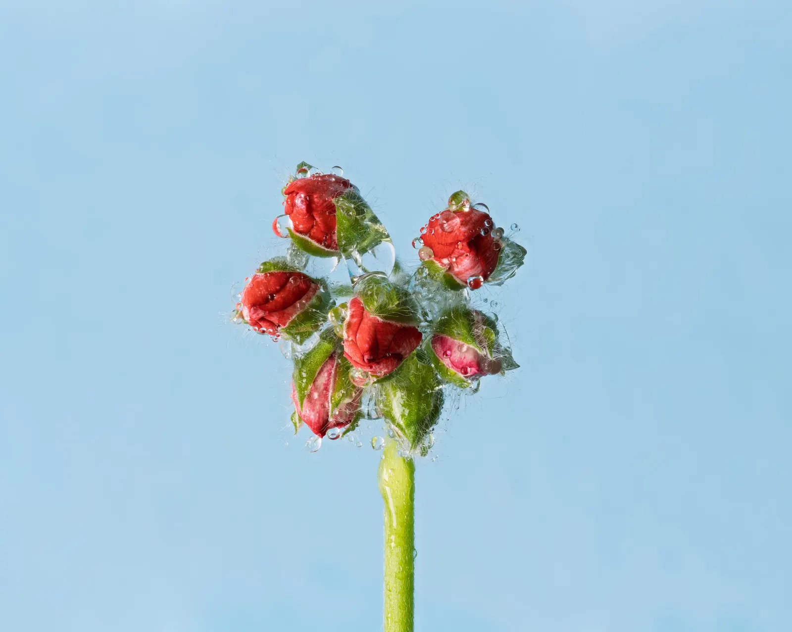 Cranesbill (Pelargonium hortorum) — known for its vibrant scarlet blossoms