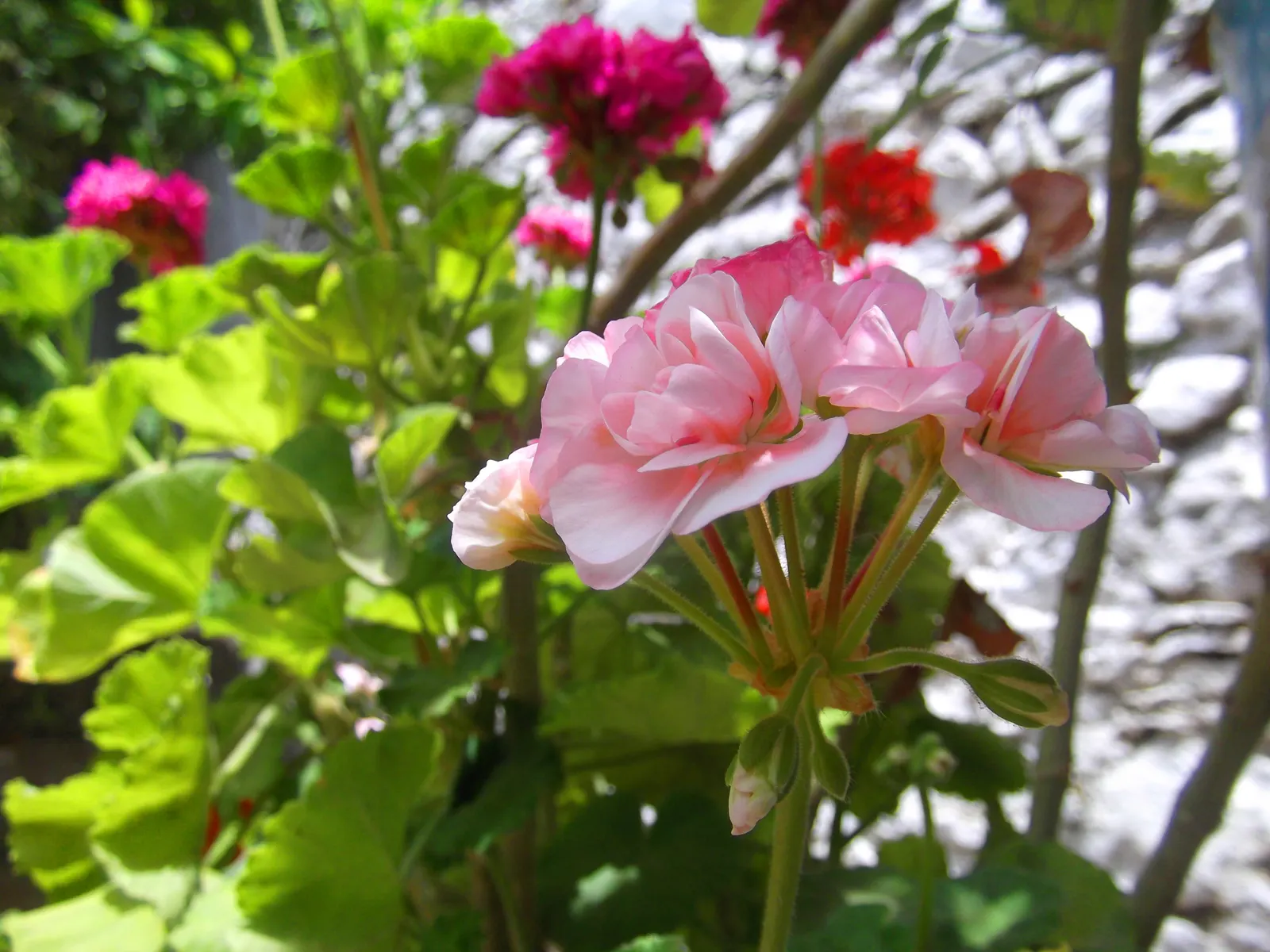 Cranesbill (Pelargonium hortorum) — Also, a slow-release fertilizer can encourage robust growth and flowering; often marked with a unique zonal pattern