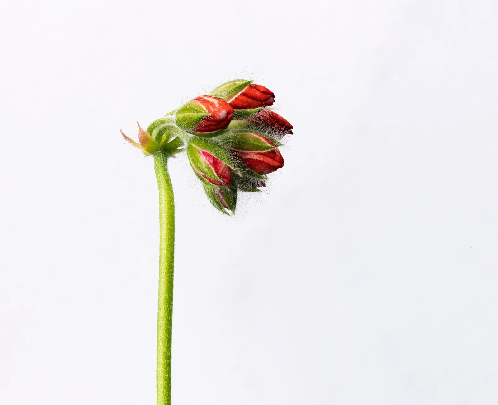 Cranesbill (Pelargonium hortorum) — With a robust growth habit