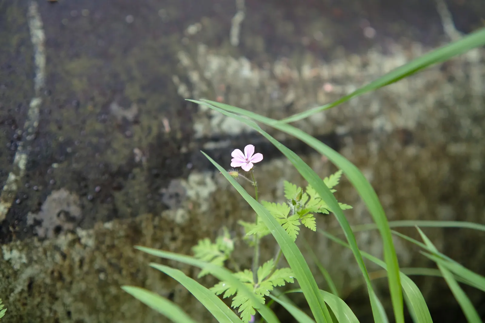 Cranesbill (Pelargonium hortorum) — multi-colored and red flowers in the garden; it reaches a mature size of 12 to 18 inches in both height and width
