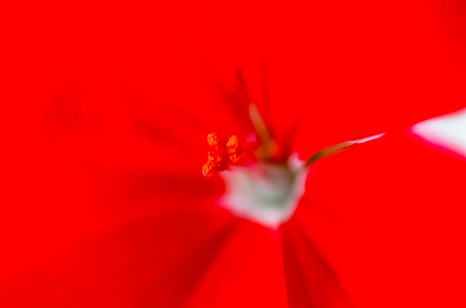 Cranesbill (Pelargonium hortorum) — perennial with multi-colored and red blooms
