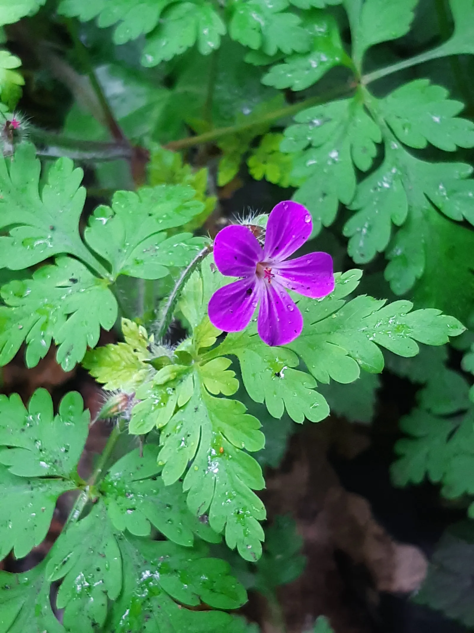 Cranesbill (Pelargonium hortorum) — Loves full sun and well-draining soil; regular deadheading encourages continuous flowering, image 70