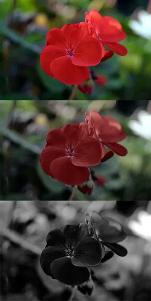 Cranesbill (Pelargonium hortorum) — known for its vibrant scarlet blossoms; rounded clusters of vivid red flowers atop succulent stems, image 74