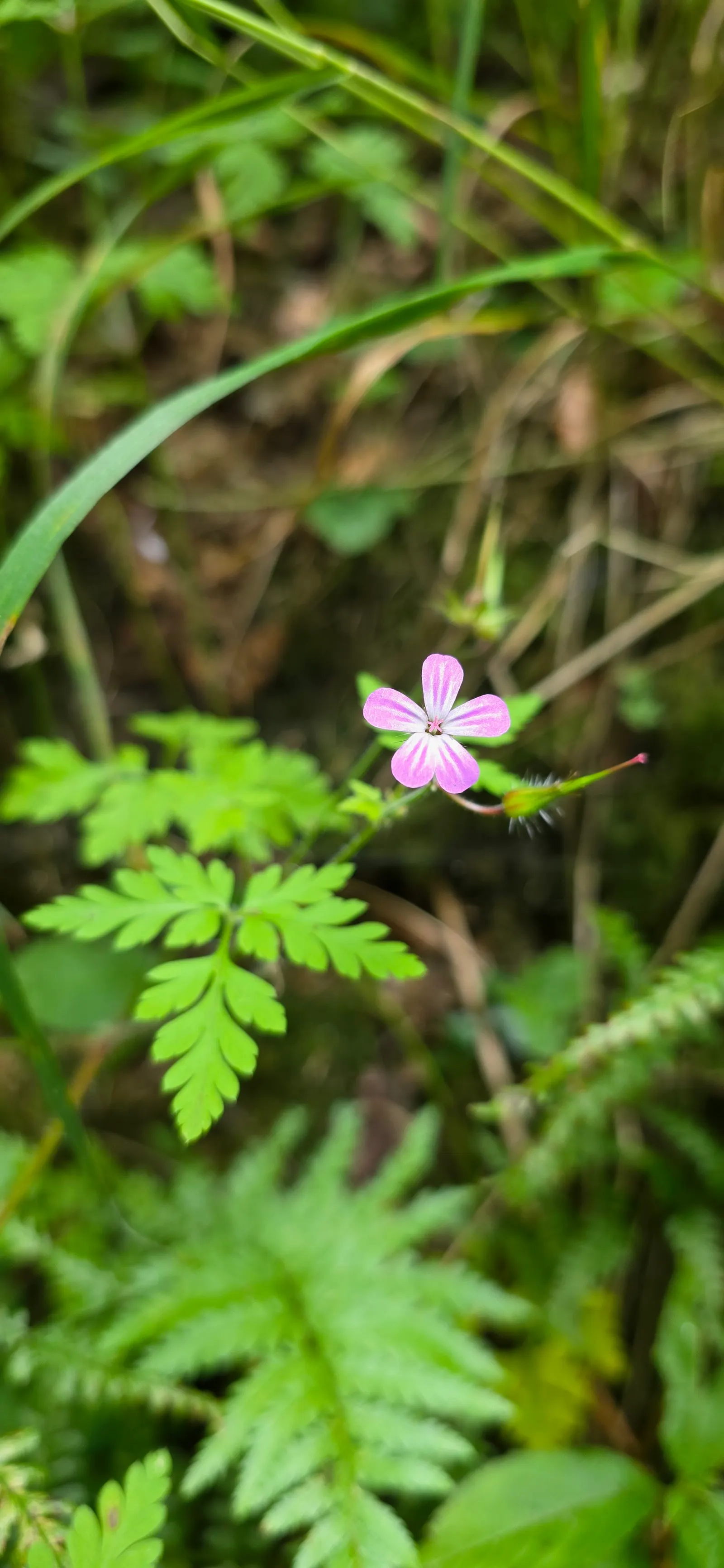 Cranesbill (Pelargonium hortorum) — Red Geraniums bloom profusely from early summer until the first frost; green backdrop for the intense red flowers