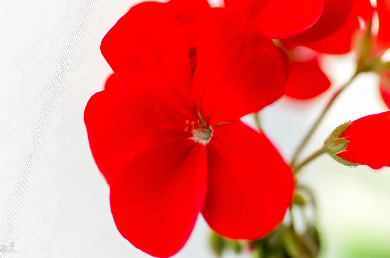 Cranesbill (Pelargonium hortorum) — often marked with a unique zonal pattern; cherished for its vibrant blooms