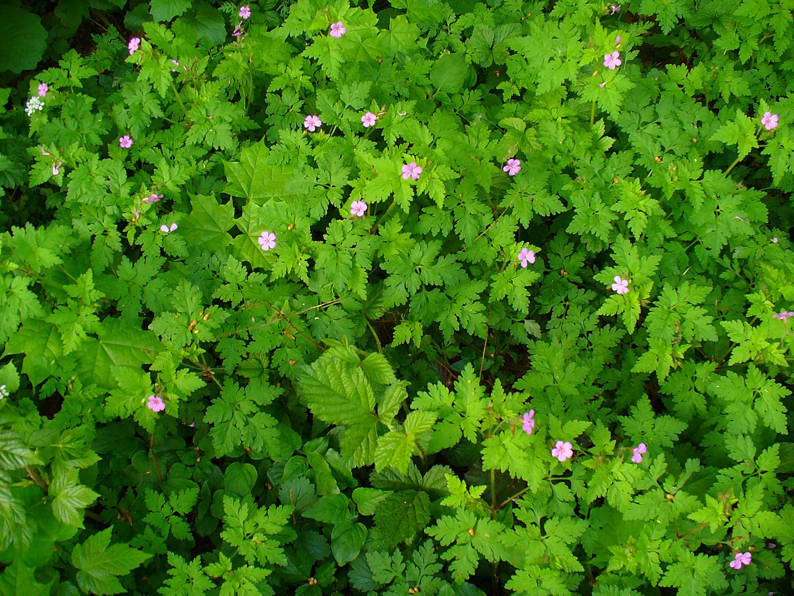 Cranesbill (Pelargonium hortorum) — or mass planting for a dramatic effect