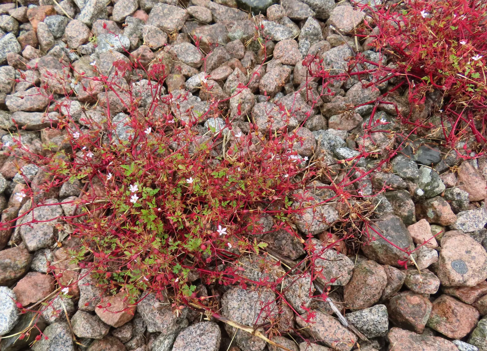Cranesbill (Pelargonium hortorum) — rounded clusters of vivid red flowers atop succulent stems; sporting rounded clusters of red flowers atop, image 67