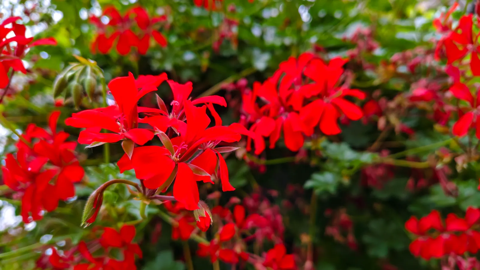 Cranesbill (Pelargonium hortorum) — ensuring a compact and rounded form; this perennial, often grown as an annual in cooler climates, thrives in USDA hardiness