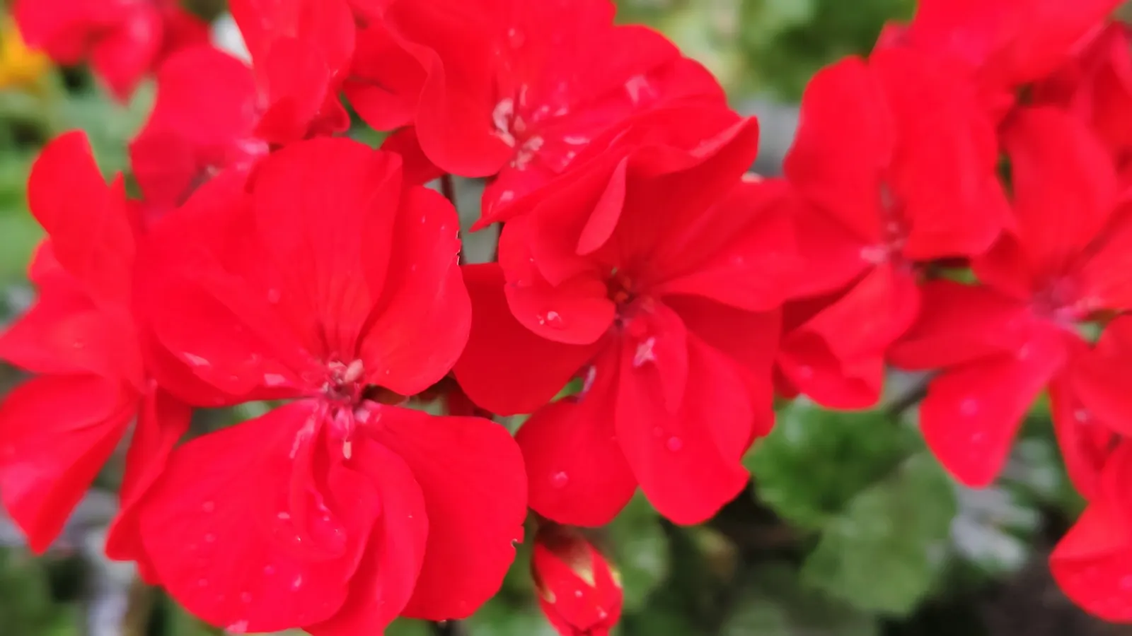 Cranesbill (Pelargonium hortorum) — offering a striking pop of color; red Geraniums bloom profusely from early summer until the first frost, image 76