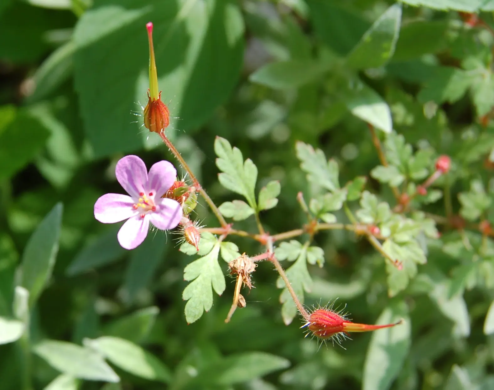 Cranesbill (Pelargonium hortorum) — Also, a slow-release fertilizer can encourage robust growth and flowering