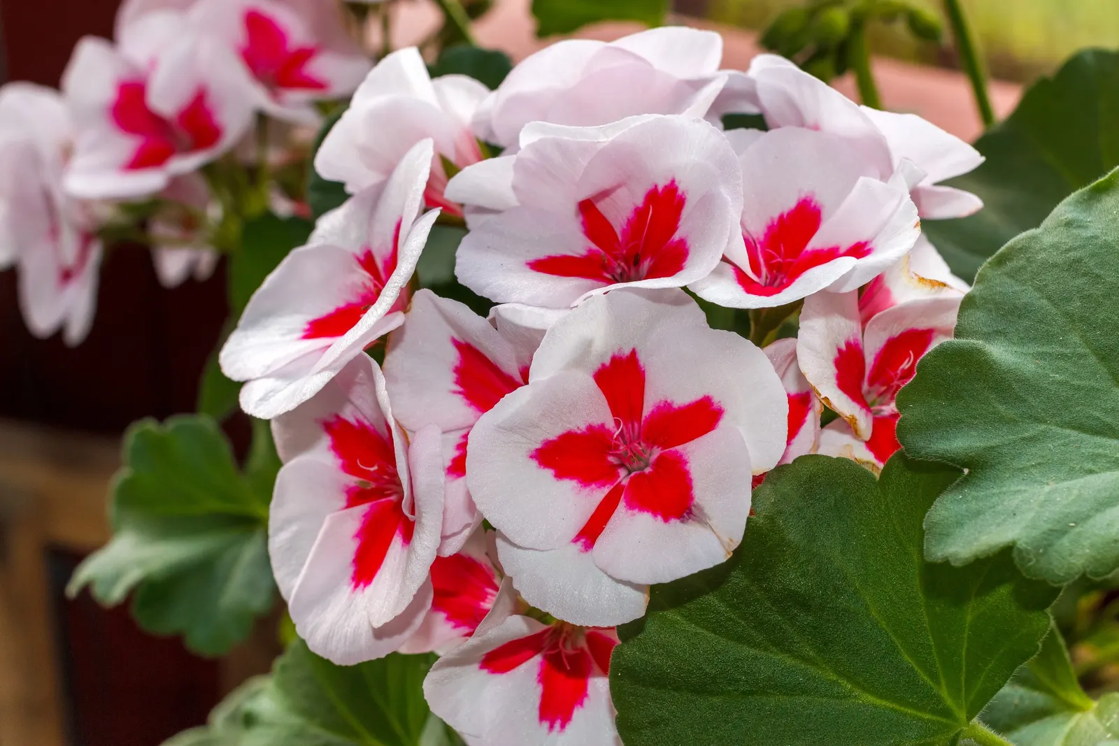 Cranesbill (Pelargonium hortorum) — perennial for full or half; offering low maintenance and high visual impact in the landscape