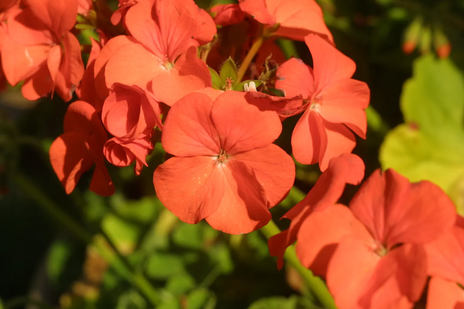Cranesbill (Pelargonium hortorum) — rounded clusters of vivid red flowers atop succulent stems; sporting rounded clusters of red flowers atop sturdy stems