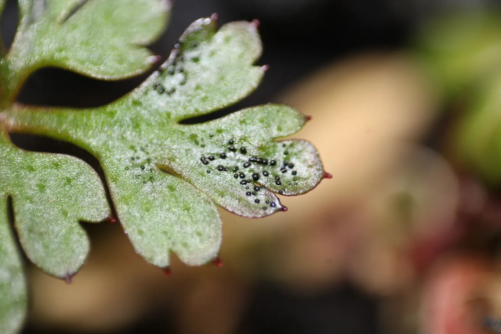 Cranesbill (Pelargonium hortorum) — Red Geraniums bloom profusely from early summer until the first frost