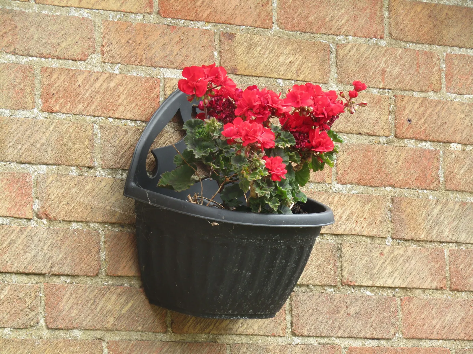 Cranesbill (Pelargonium hortorum) — perennial with multi-colored and red blooms; requiring a minimum of 6 hours of direct sunlight daily to maintain their