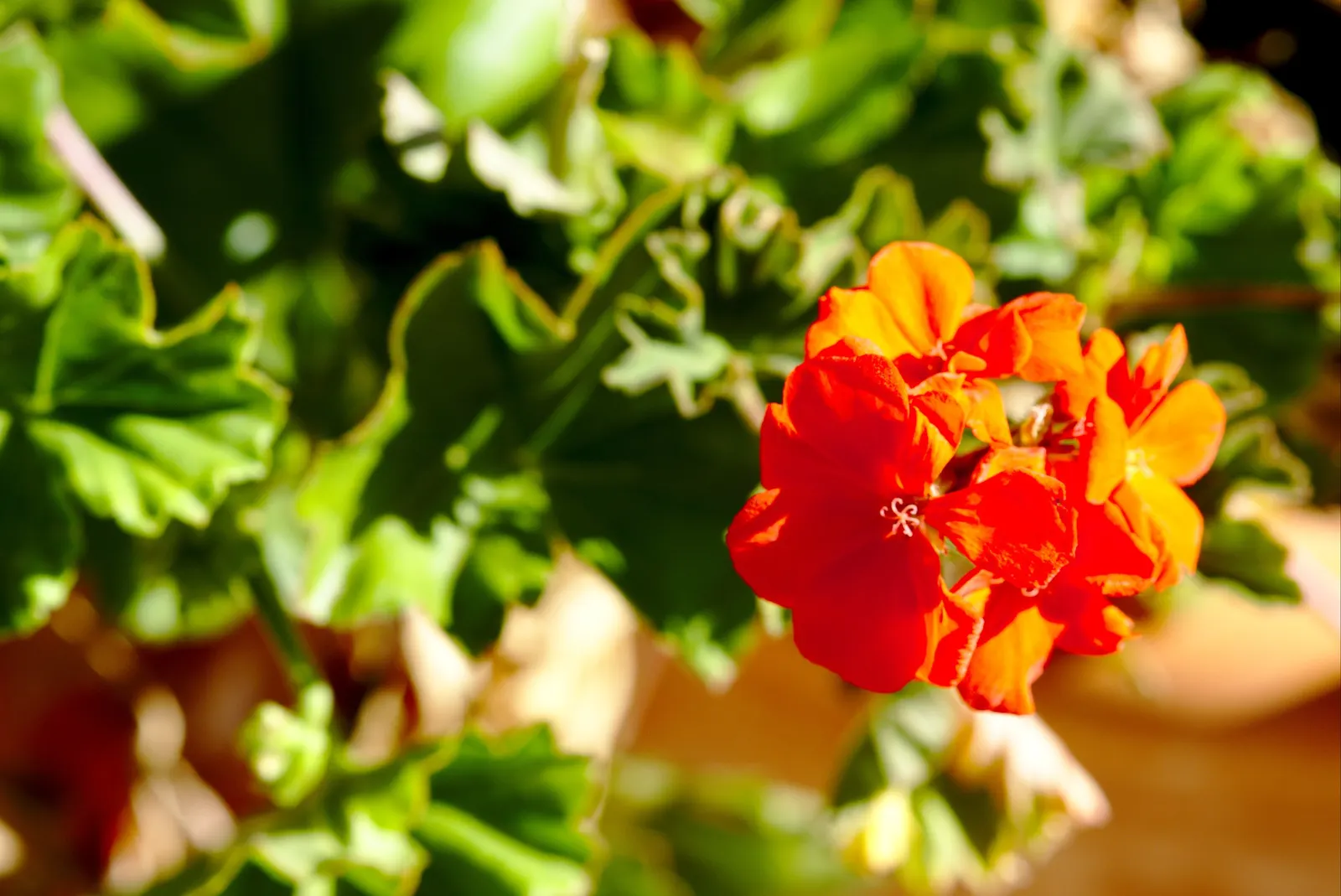 Cranesbill (Pelargonium hortorum) — green backdrop for the intense red flowers; the Red Geranium (Pelargonium x hortorum)