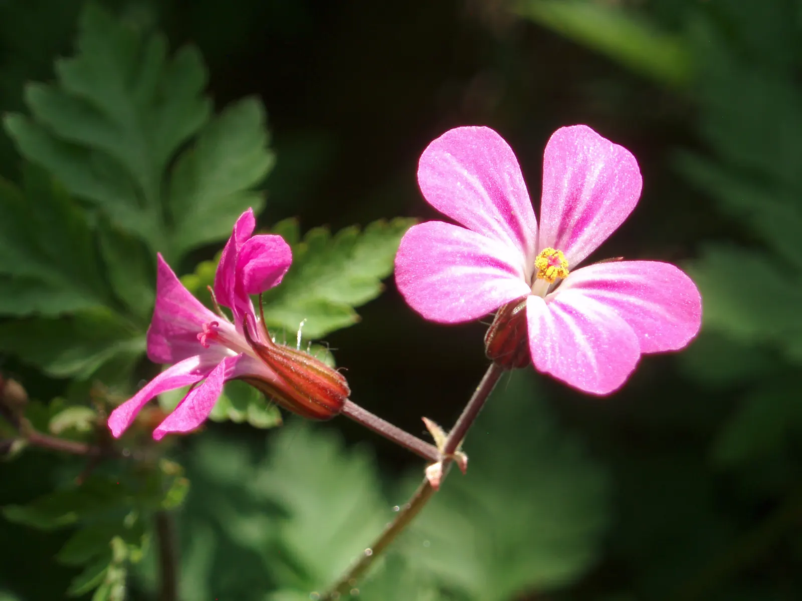 Cranesbill (Pelargonium hortorum) — requiring a minimum of 6 hours of direct sunlight daily to maintain their vibrant flowering; they prefer well-drained soil